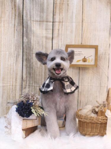 20241026シルヴァくん